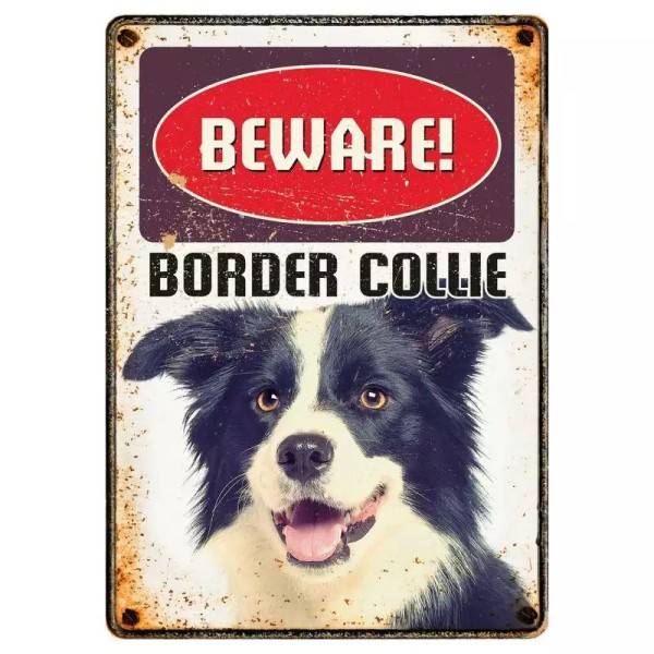 Metallschild "Border Collie"